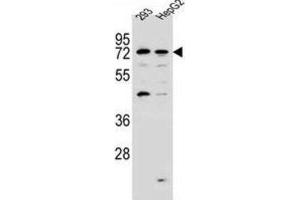Western Blotting (WB) image for anti-GTPase, IMAP Family Member 8 (GIMAP8) antibody (ABIN2997226) (GIMAP8 Antikörper)