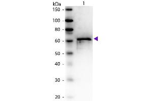 Western Blot of Rabbit anti-Bovine Serum Albumin antibody. (BSA Antikörper)