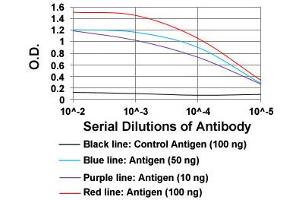 ELISA analysis of CAMK2G monoclonal antibody, clone 8G10C1  at 1:10000 dilution.