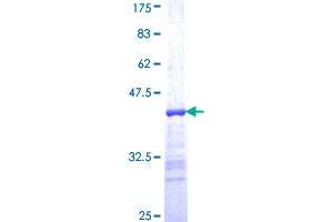 Image no. 1 for DEAD (Asp-Glu-Ala-Asp) Box Polypeptide 39 (DDX39) (AA 329-428) protein (GST tag) (ABIN1346419) (BAT1 Protein (AA 329-428) (GST tag))