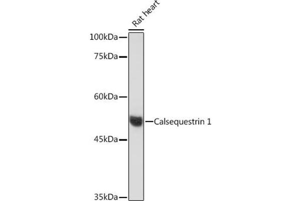 Calsequestrin Antikörper