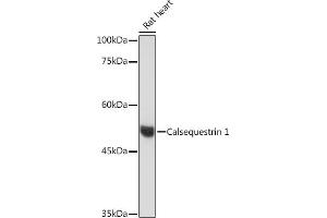 Calsequestrin Antikörper