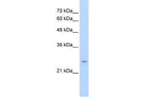 Western Blotting (WB) image for anti-Immediate Early Response 2 (IER2) antibody (ABIN2460942) (IER2 Antikörper)