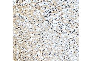 anti-Tumor Necrosis Factor (Ligand) Superfamily, Member 14 (TNFSF14) (AA 1-239) antibody