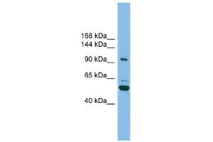 SH3BP4 antibody used at 1 ug/ml to detect target protein. (SH3BP4 Antikörper  (N-Term))