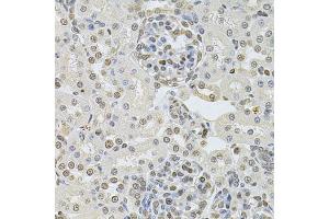 Immunohistochemistry of paraffin-embedded rat kidney using DR1 Antibody. (DR1 Antikörper)