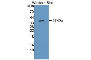 Western Blotting (WB) image for anti-Erythrocyte Membrane Protein Band 4.1 (Elliptocytosis 1, RH-Linked) (EPB41) (AA 211-498) antibody (ABIN5013510)