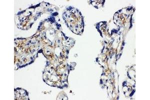 IHC-P: SNAP23 antibody testing of human placenta tissue (SNAP23 Antikörper  (C-Term))