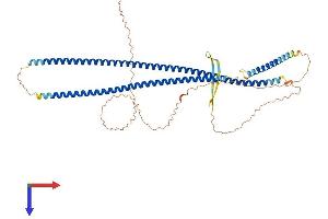 Keratin 24 Protein (KRT24) (AA 1-525) (His tag)