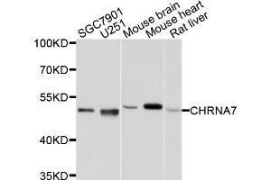 Western blot analysis of extracts of various cell lines, using CHRNA7 antibody (ABIN4903285) at 1:1000 dilution. (CHRNA7 Antikörper)