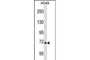 PCCA Antibody (Center) (ABIN656262 and ABIN2845576) western blot analysis in A549 cell line lysates (35 μg/lane). (PCCA Antikörper  (AA 362-390))