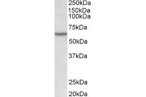 Western Blotting (WB) image for anti-Lymphocyte-Specific Protein tyrosine Kinase (LCK) (AA 39-52) antibody (ABIN1102819) (LCK Antikörper  (AA 39-52))