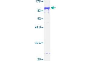 GPC5 Protein (AA 1-572) (GST tag)