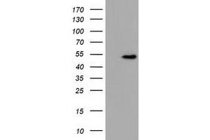 Western Blotting (WB) image for anti-U2AF Homology Motif (UHM) Kinase 1 (UHMK1) antibody (ABIN1501671)