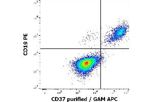 Flow cytometry multicolor surface staining of human lymphocytes stained using anti-human CD37 (MB-1) purified antibody (concentration in sample 0,2 μg/mL, GAM APC) and anti-human CD19 (LT19) PE antibody (20 μL reagent / 100 μL of peripheral whole blood). (CD37 Antikörper)