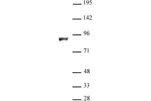 KDM1B / LSD2 antibody (pAb) tested by Western blot. (KDM1B Antikörper  (N-Term))
