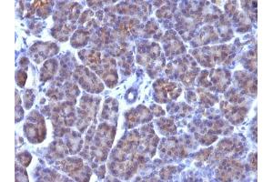 Immunohistochemical staining (Formalin-fixed paraffin-embedded sections) of human pancreas with Golgi complex monoclonal antibody, clone AE-6 . (Golgi Complex Antikörper)