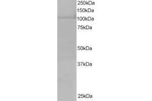 ABIN185164 staining (0. (Exportin 7 Antikörper  (C-Term))