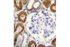 Immunohistochemistry analysis in formalin fixed and paraffin embedded human kidney tissue reacted with OPN-a/b Antibody (N-term) followed by peroxidase conjugation of the secondary antibody and DAB staining. (Osteopontin Antikörper  (N-Term))