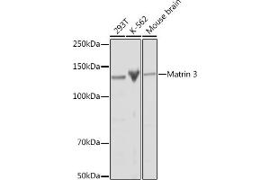Western blot analysis of extracts of various cell lines, using Matrin 3 Rabbit mAb (ABIN7268414) at 1:1000 dilution. (MATR3 Antikörper)