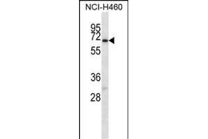 GABRA4 Antibody (Center) (ABIN656594 and ABIN2845855) western blot analysis in NCI- cell line lysates (35 μg/lane). (GABRA4 Antikörper  (AA 333-361))