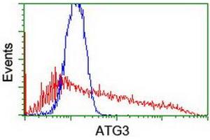 Flow Cytometry (FACS) image for anti-ATG3 Autophagy Related 3 (ATG3) antibody (ABIN1496761)
