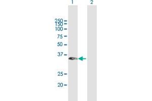 Western Blot analysis of RASSF1 expression in transfected 293T cell line by RASSF1 MaxPab polyclonal antibody. (RASSF1 Antikörper  (AA 1-270))