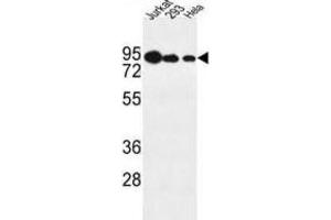 Western Blotting (WB) image for anti-Nucleolar Protein 9 (NOL9) antibody (ABIN3004375) (NOL9 Antikörper)