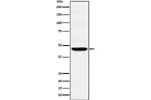anti-Sec61 alpha 2 Subunit (SEC61A2) antibody