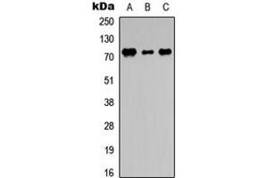 Western blot analysis of DDX3Y expression in THP1 (A), NS-1 (B), PC12 (C) whole cell lysates.