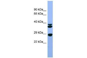 Fgf3 antibody used at 0. (FGF3 Antikörper  (C-Term))