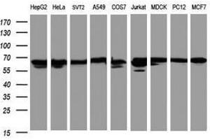 Image no. 2 for anti-Heat Shock 60kDa Protein 1 (Chaperonin) (HSPD1) antibody (ABIN1498530) (HSPD1 Antikörper)