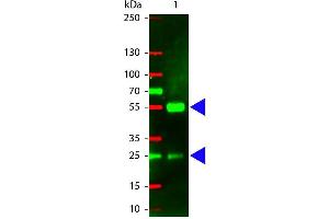 Western Blotting (WB) image for Rabbit anti-Pig IgG (Heavy & Light Chain) antibody (Texas Red (TR)) - Preadsorbed (ABIN101891)