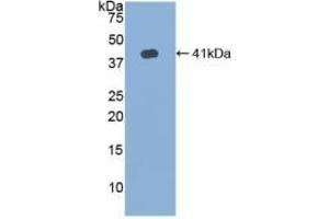 Western Blotting (WB) image for anti-Hemochromatosis Type 2 (Juvenile) (HFE2) (AA 41-386) antibody (ABIN7441934)