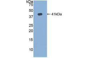 Detection of Recombinant HJV, Human using Polyclonal Antibody to Hemojuvelin (HJV) (HFE2 Antikörper  (AA 41-386))