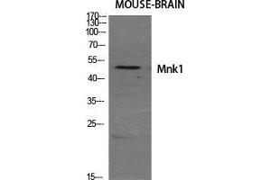 Western Blot (WB) analysis of specific cells using Mnk1 Polyclonal Antibody. (MKNK1 Antikörper  (Internal Region))