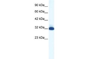 WB Suggested Anti-HTR1B Antibody Titration:  1. (5HT1B Receptor Antikörper  (N-Term))