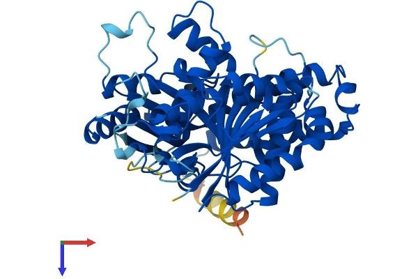 TUBB2C Protein (AA 1-445) (His tag)