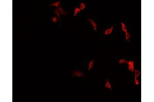 ABIN6277998 staining HepG2? (NR4A1 Antikörper  (Internal Region))