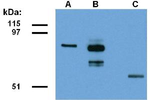 Detection of ABRA1-EGFP fusion protein in lysate of transfected HEK293 cells. (CCDC98 Antikörper  (AA 1-313))