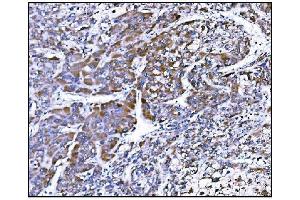 IHC analysis of Prolyl Endopeptidase/PREP using anti-Prolyl Endopeptidase/PREP antibody (ABIN7599118). (PREP Antikörper  (AA 1-227))