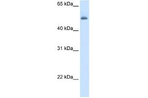 WB Suggested Anti-ASL Antibody Titration:  5. (ASL Antikörper  (Middle Region))