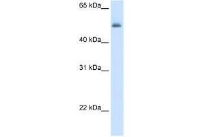 WB Suggested Anti-ASL Antibody Titration:  5.