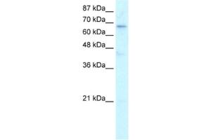 Western Blotting (WB) image for anti-Hairless (HR) antibody (ABIN2460609)