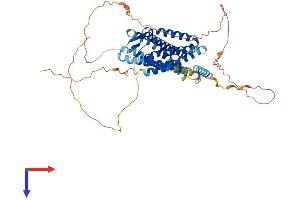 GPR152 Protein (AA 1-511) (His tag)
