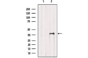 Western blot analysis of extracts from Mouse brain, using TIAL1 Antibody. (TIAL1 Antikörper  (Internal Region))