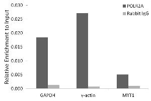 Chromatin immunoprecipitation analysis of extracts of HeLa cells, using POLR2A antibody (ABIN6130298, ABIN6145914, ABIN6145915 and ABIN6215095) and rabbit IgG.
