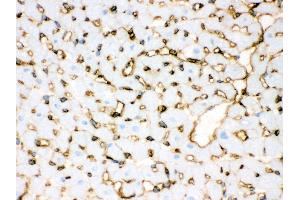 Anti- Annexin A3 Picoband antibody, IHC(F) IHC(F): Rat Cardiac Muscle Tissue