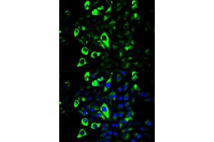 Immunofluorescence analysis of U2OS cells using GZMB antibody. (GZMB Antikörper  (AA 148-247))