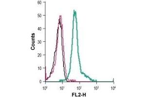 Cell surface detection of KV1. (KCNA3 Antikörper  (Extracellular) (PE))